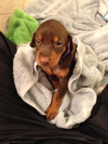 4 week old red female dobie pup