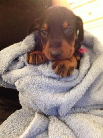 4 week old black female dobie pup