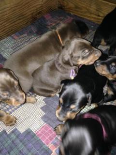 4 week old dobie pups