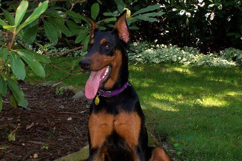 Doberman female