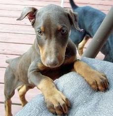 red and rust male Doberman puppy