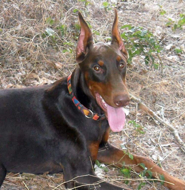 red and rust female doberman