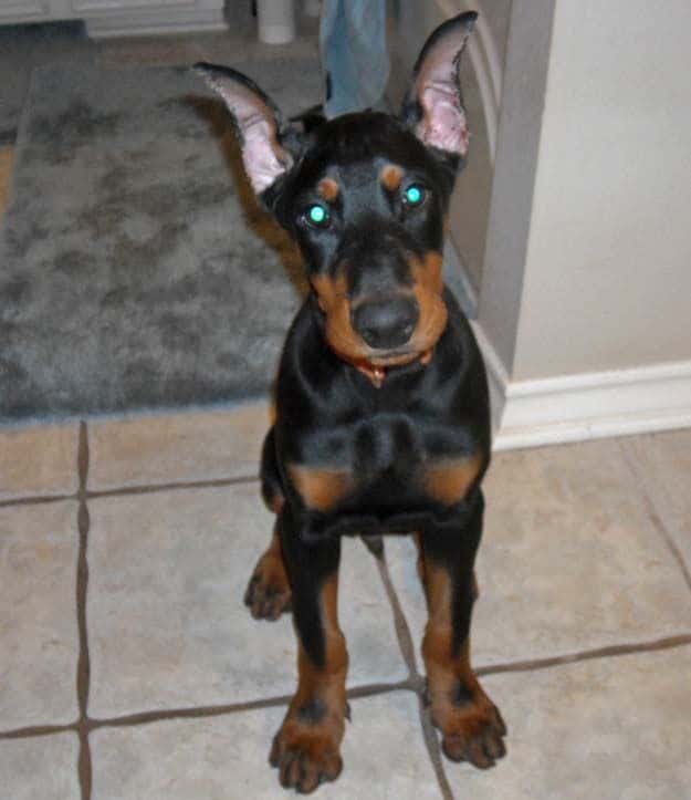 Black and rust male doberman sire