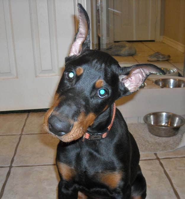 Black and rust male doberman sire