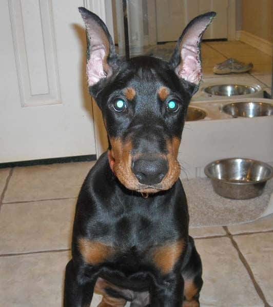 Black and rust male doberman sire