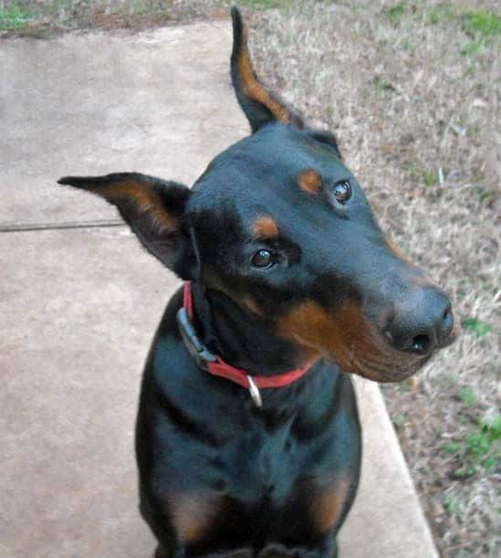 Black and rust male doberman sire