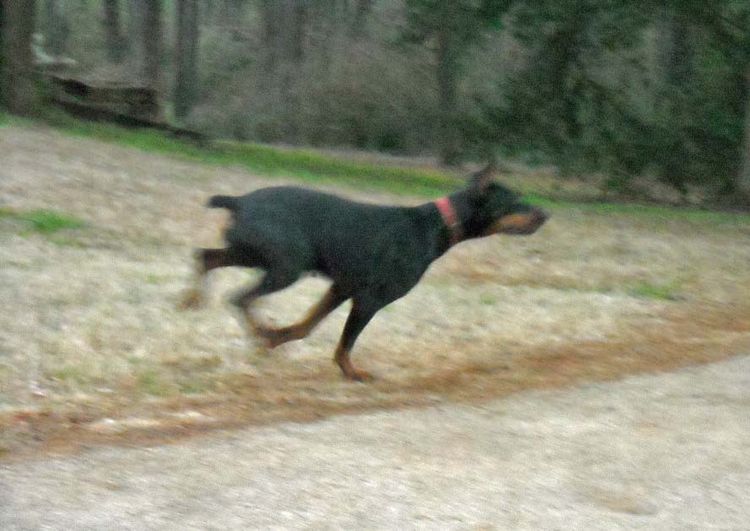 Black and rust male doberman sire