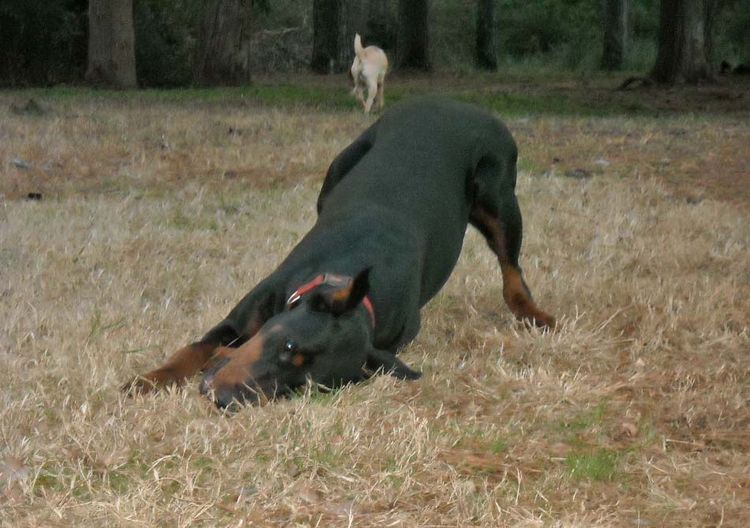 Black and rust male doberman sire