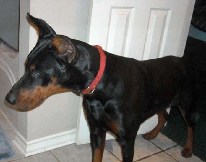 Black and rust male doberman sire