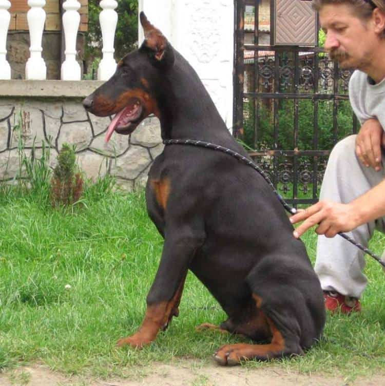 champion black and rust male doberman sire