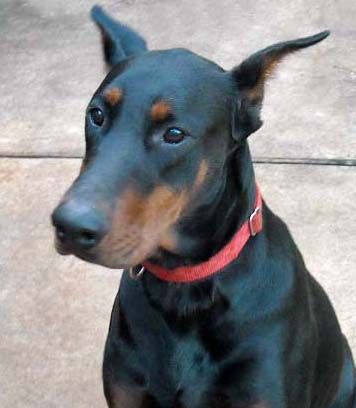 black male doberman father