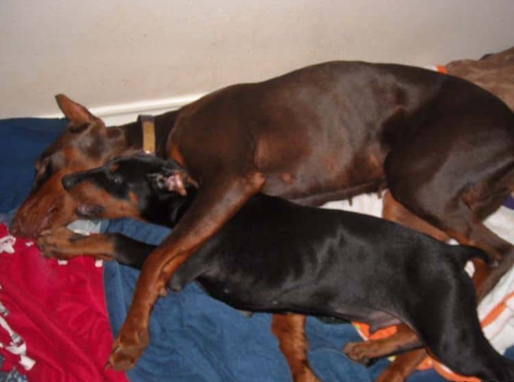 Black and rust male doberman pup, red and rust female doberman