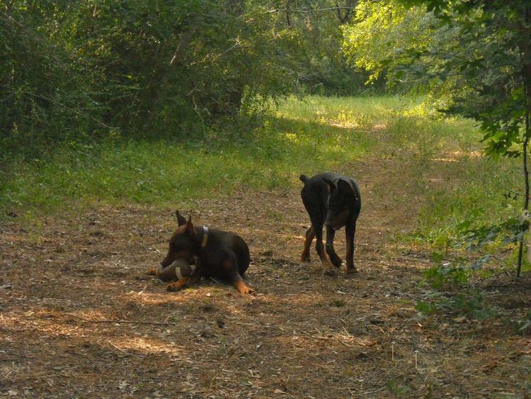 Black and rust male doberman pup, red and rust female doberman