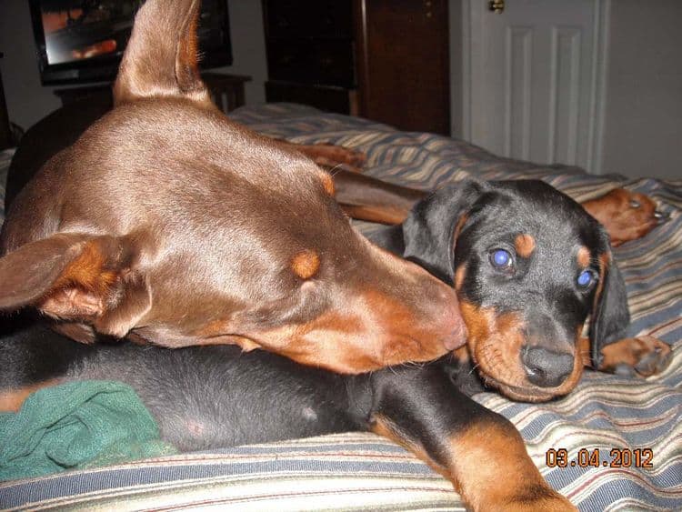 Black and rust male doberman pup, red and rust female doberman