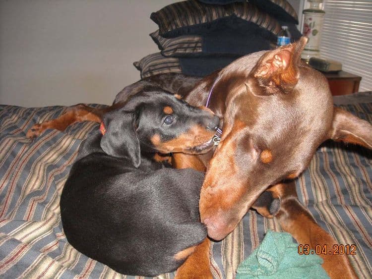 Black and rust male doberman pup, red and rust female doberman