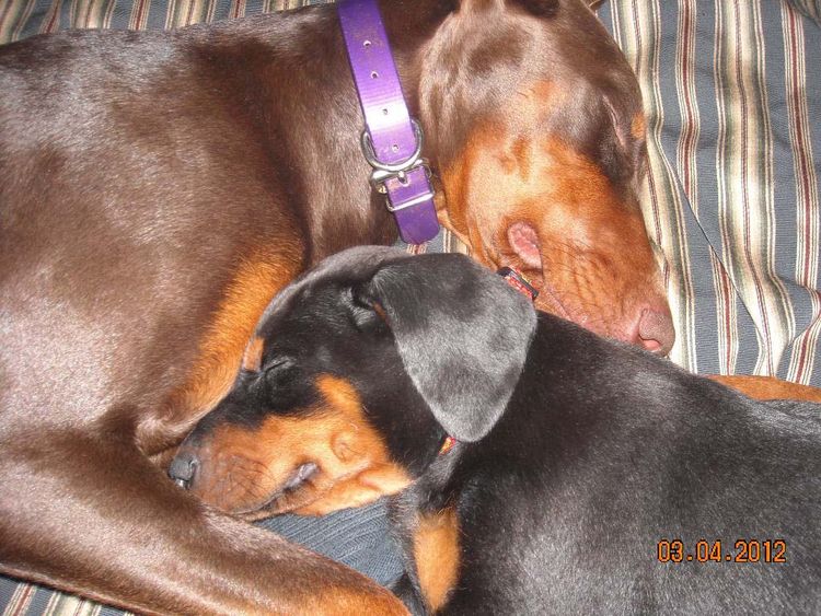 Black and rust male doberman pup, red and rust female doberman