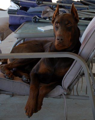 red and rust male doberman sire