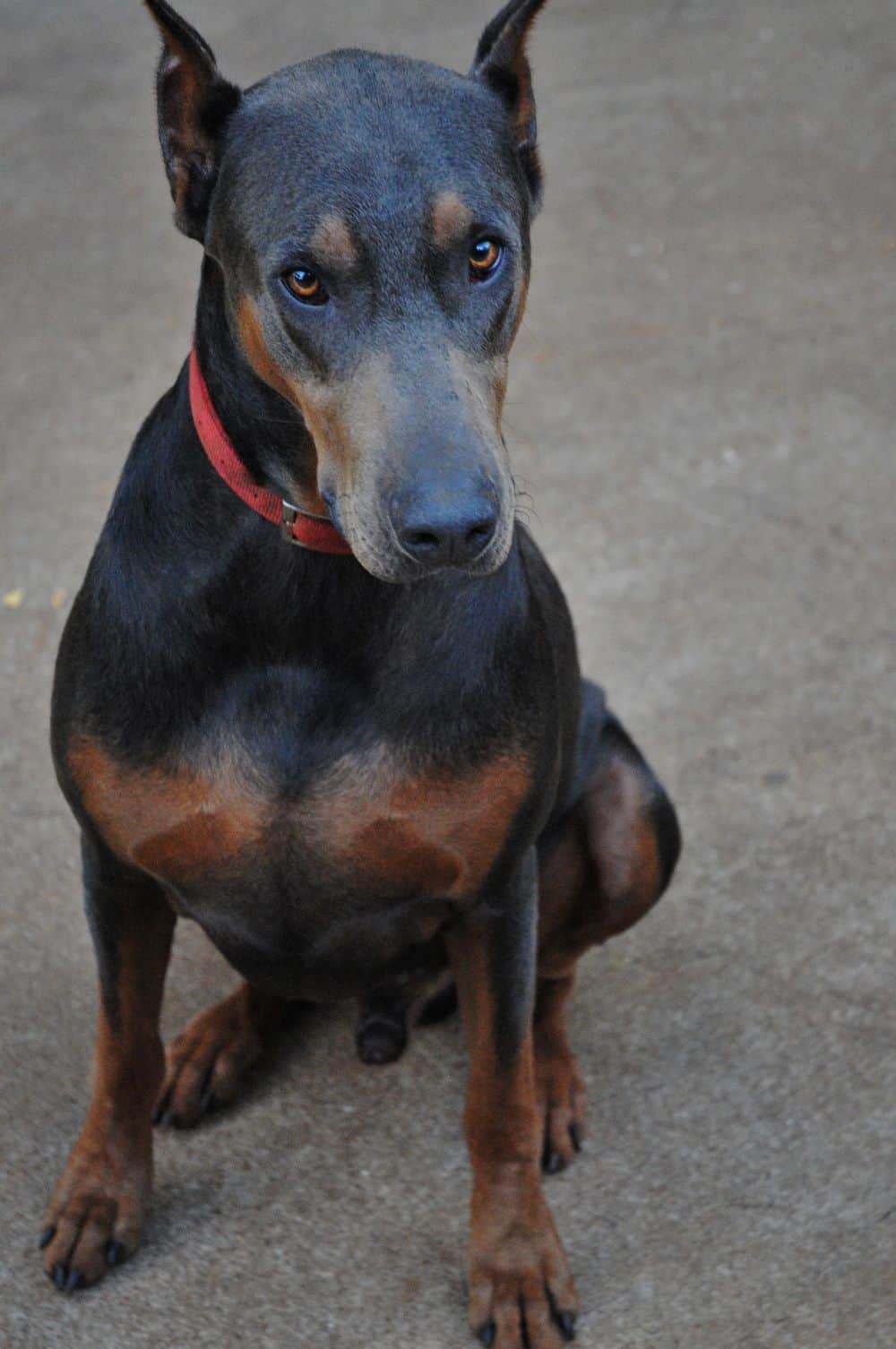 blue male doberman father