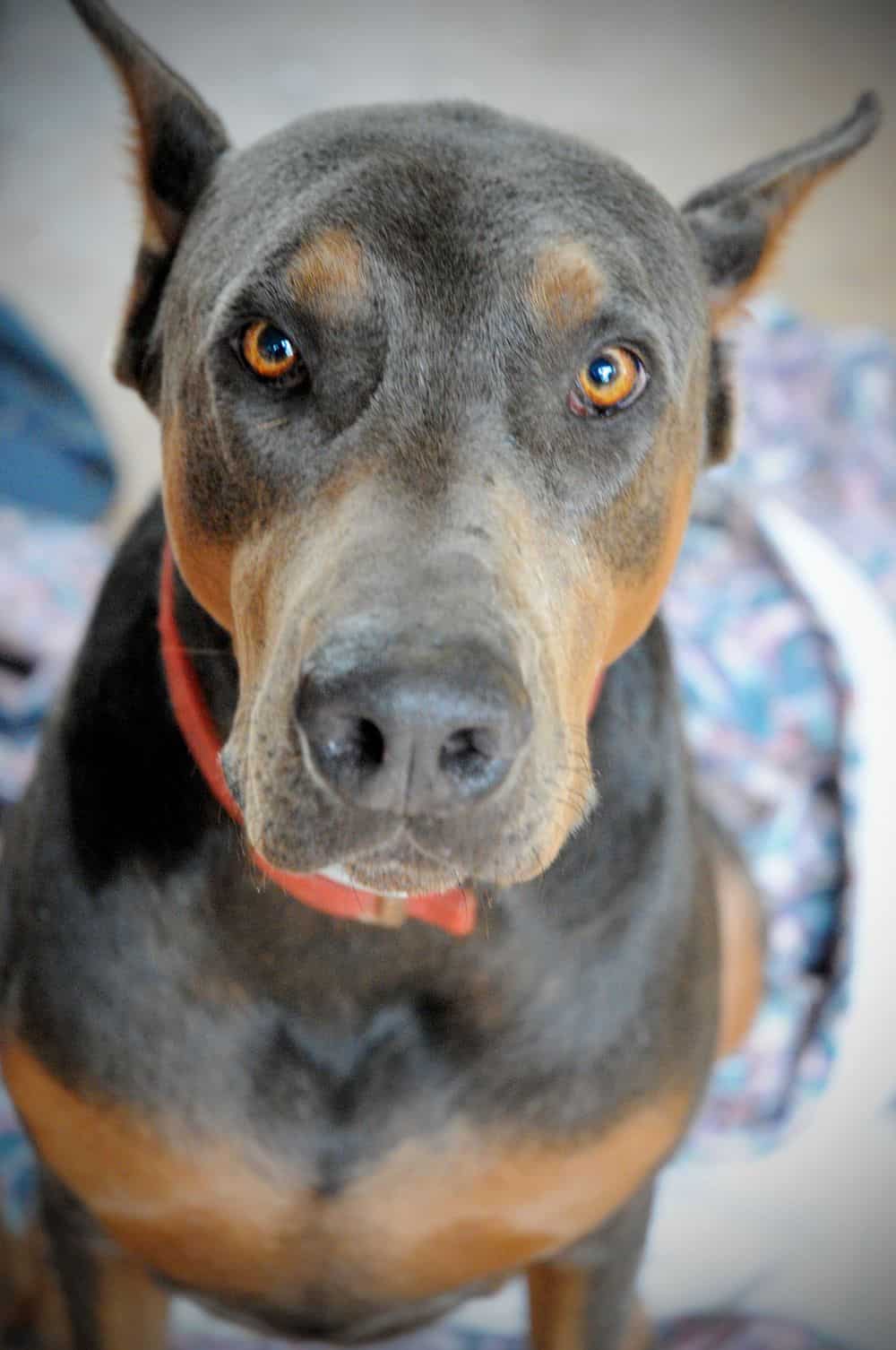 Blue and rust male doberman sire