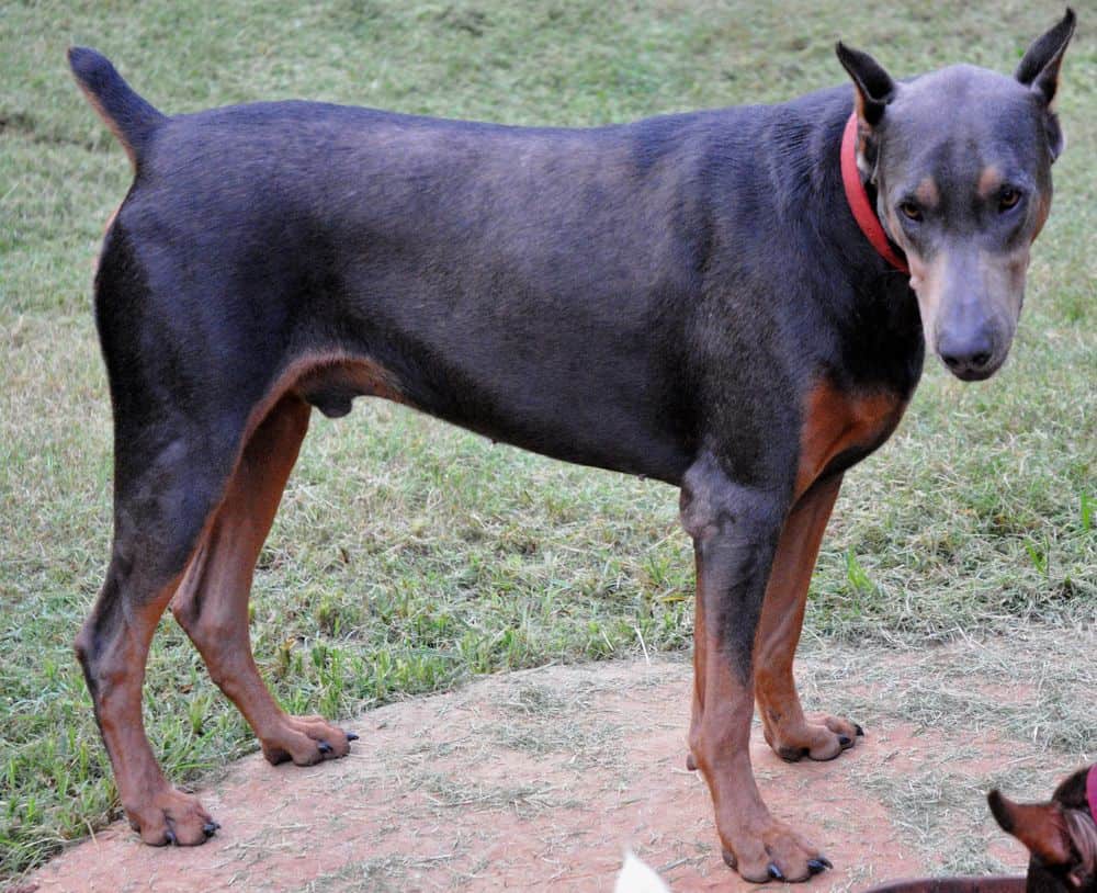 Blue and rust male doberman sire