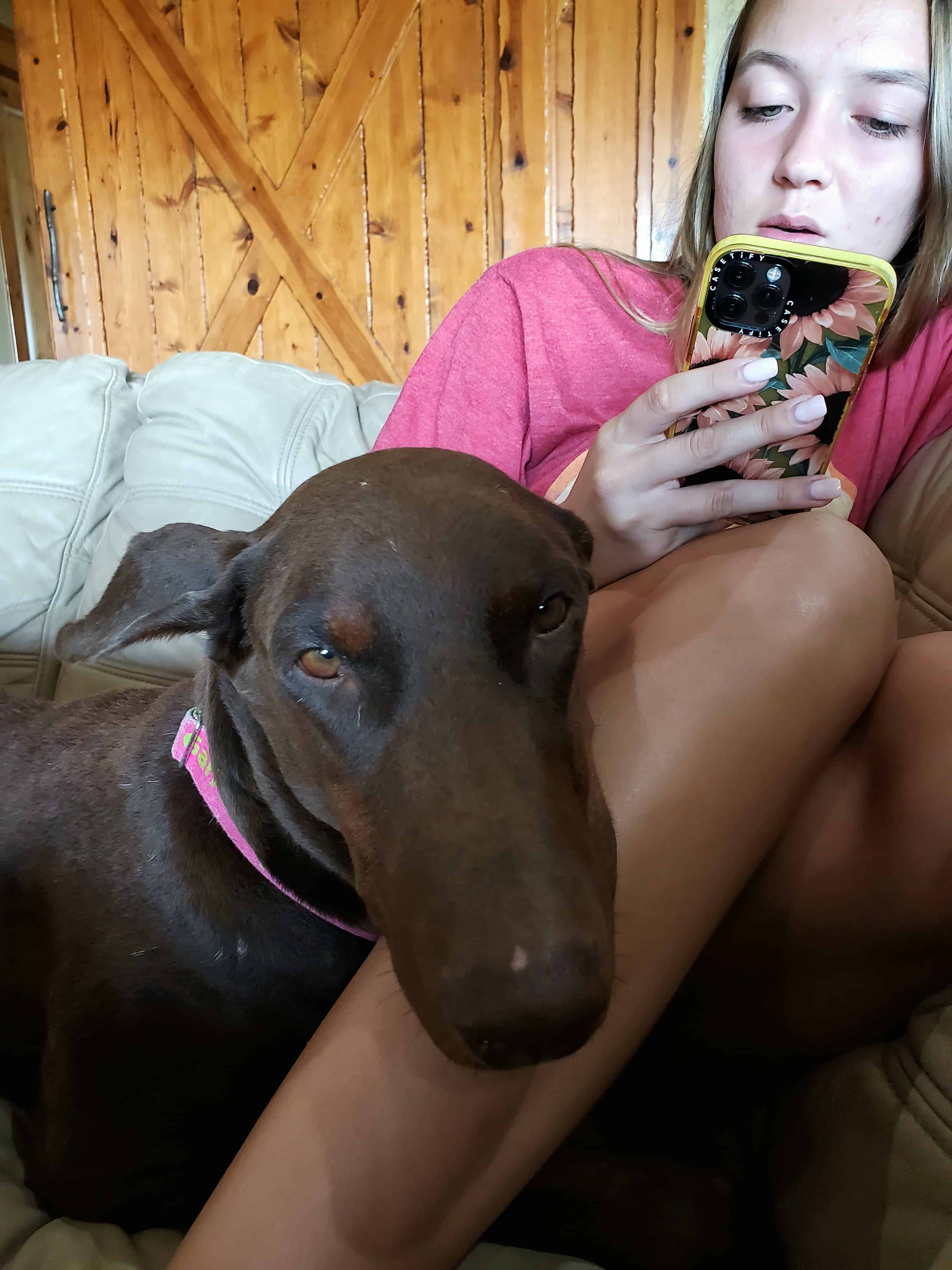 Red rust female doberman with her human buddy