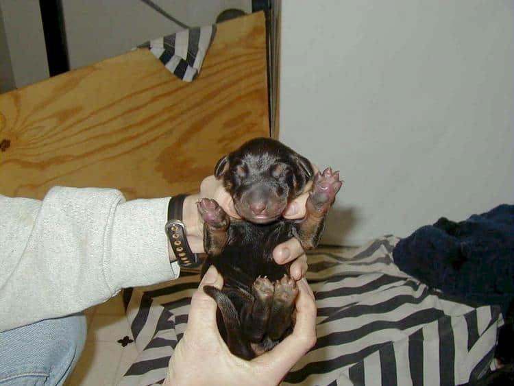 doberman puppy on its first day