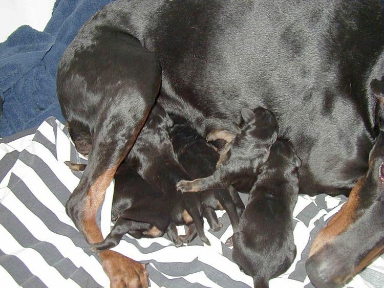 doberman puppy on its first day