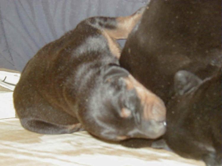 doberman puppy at 1 week old