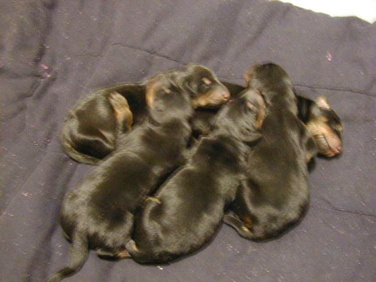 doberman puppy at 1 week old