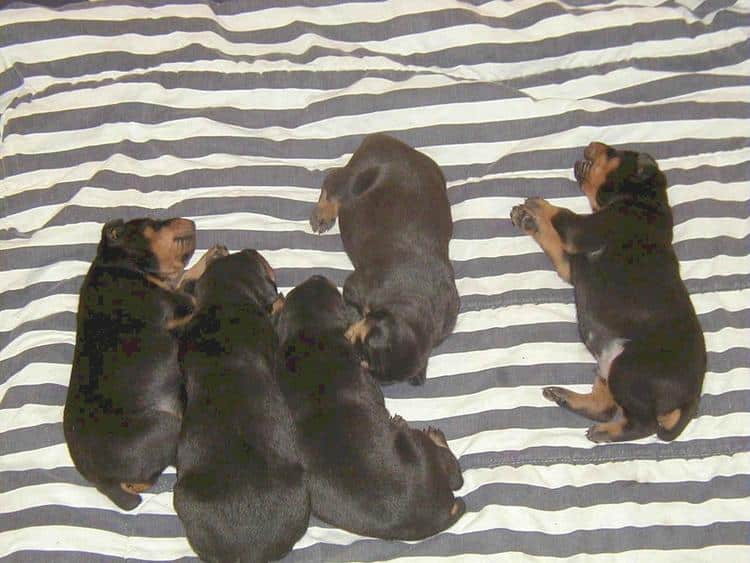 doberman puppy at 2 weeks old