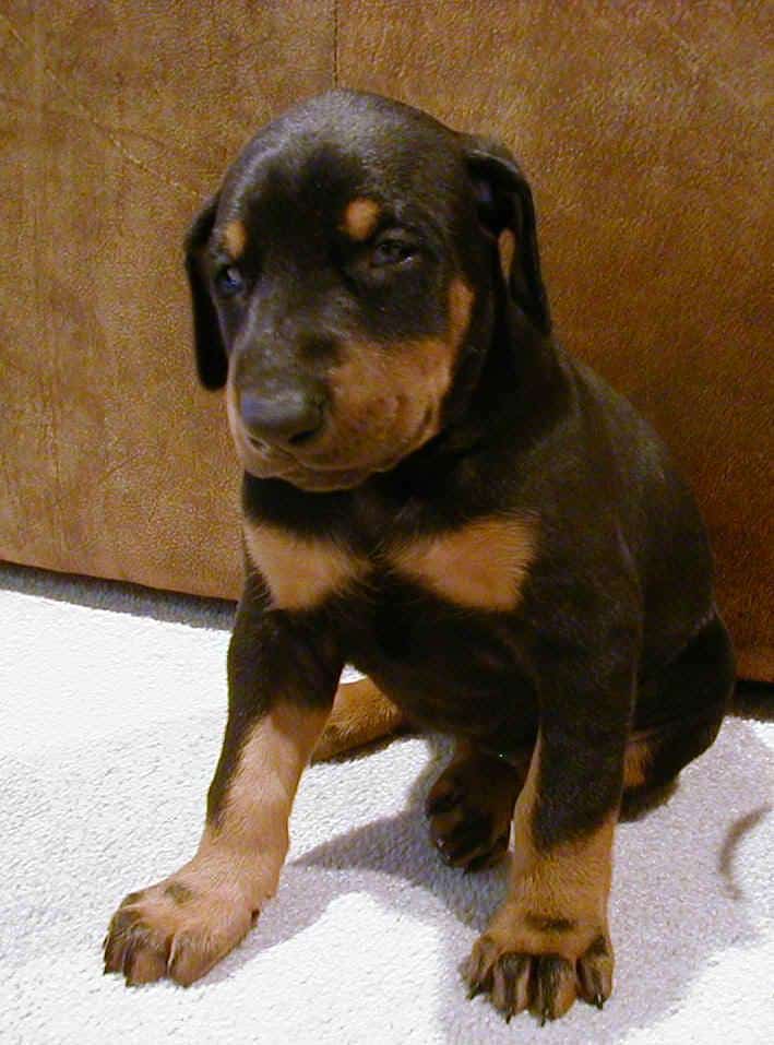 doberman puppy at 4 weeks old