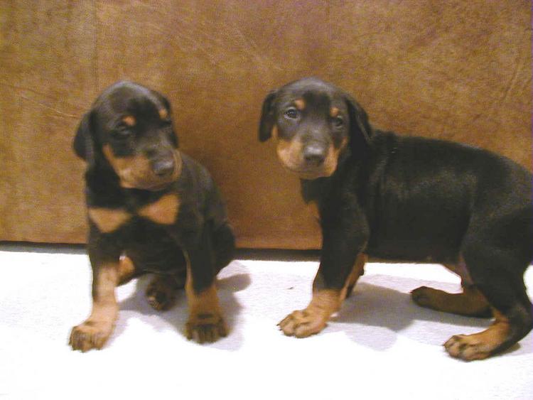 doberman puppy at 4 weeks old