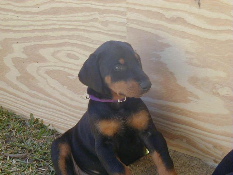 doberman puppy at 5 weeks old