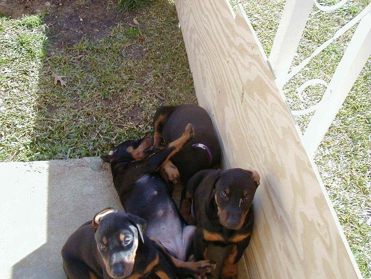 doberman puppy at 5 weeks old