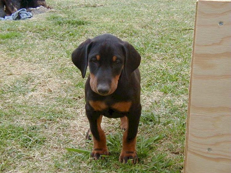 doberman puppy at 7 weeks old