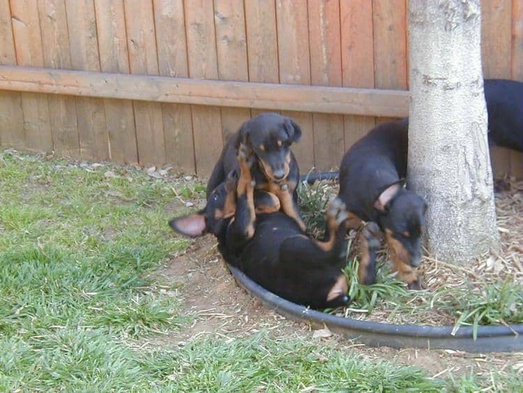 doberman puppy at 7 weeks old