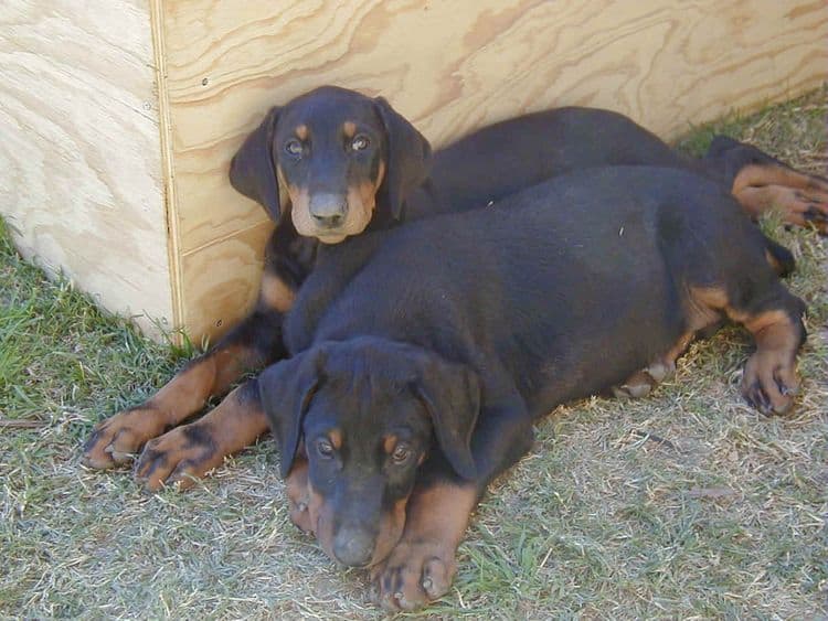 doberman puppy at 8 weeks old