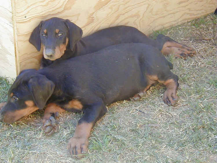 doberman puppy at 8 weeks old