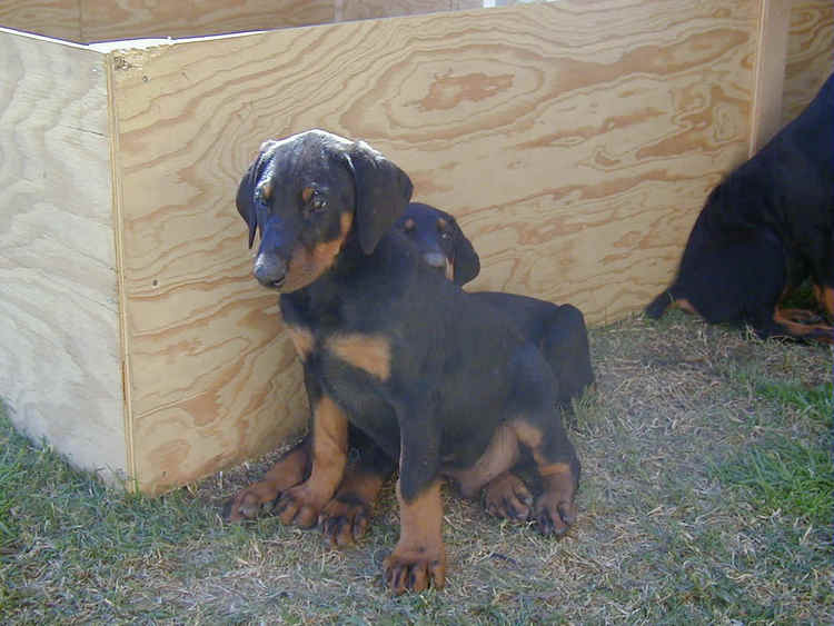 doberman puppy at 8 weeks old