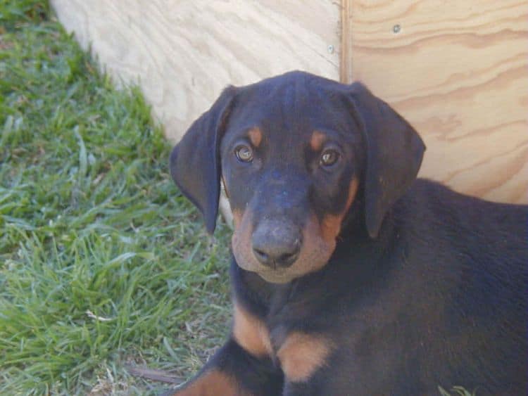 doberman puppy at 8 weeks old