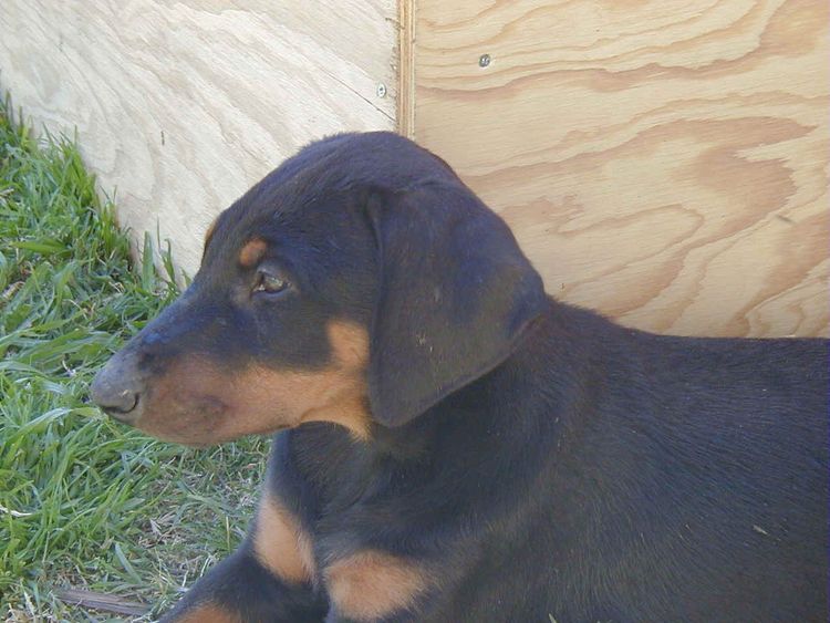 doberman puppy at 8 weeks old