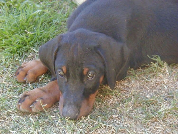 doberman puppy at 8 weeks old