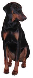 Doberman Pinscher