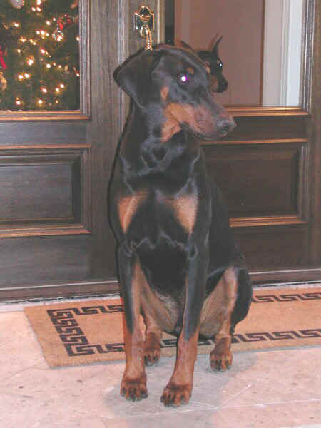 Doberman Pinscher