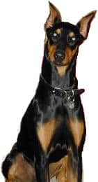 Doberman Pinscher