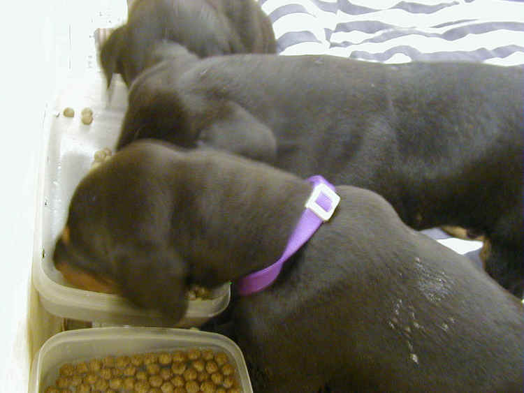 doberman puppies eating for first time