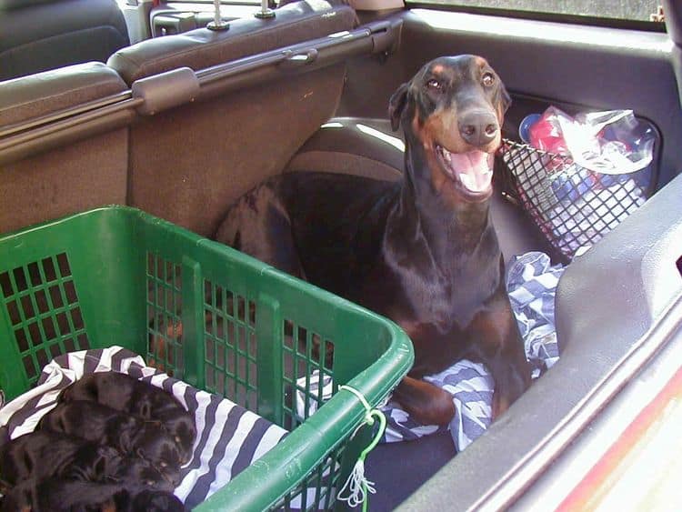 Doberman pups tail dock