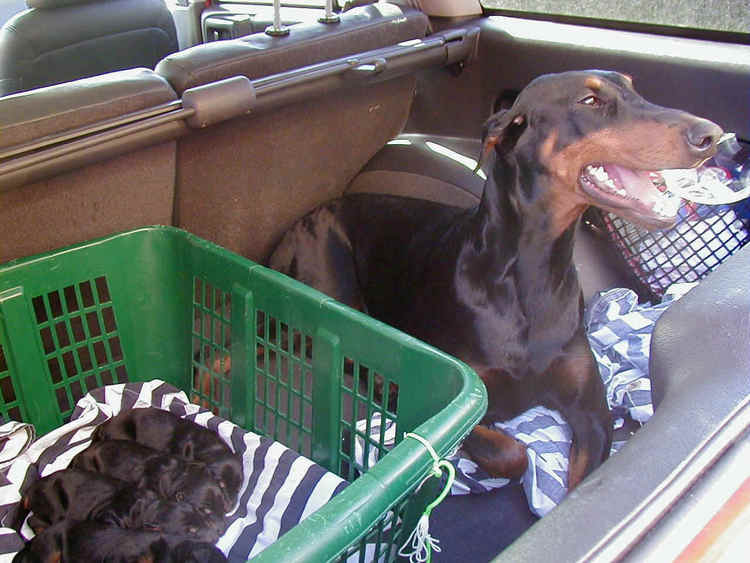 Doberman pups tail dock