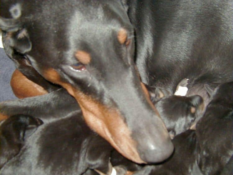 Doberman pups tail dock