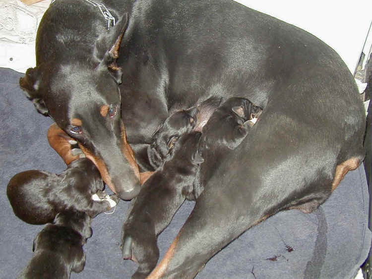 Doberman pups tail dock